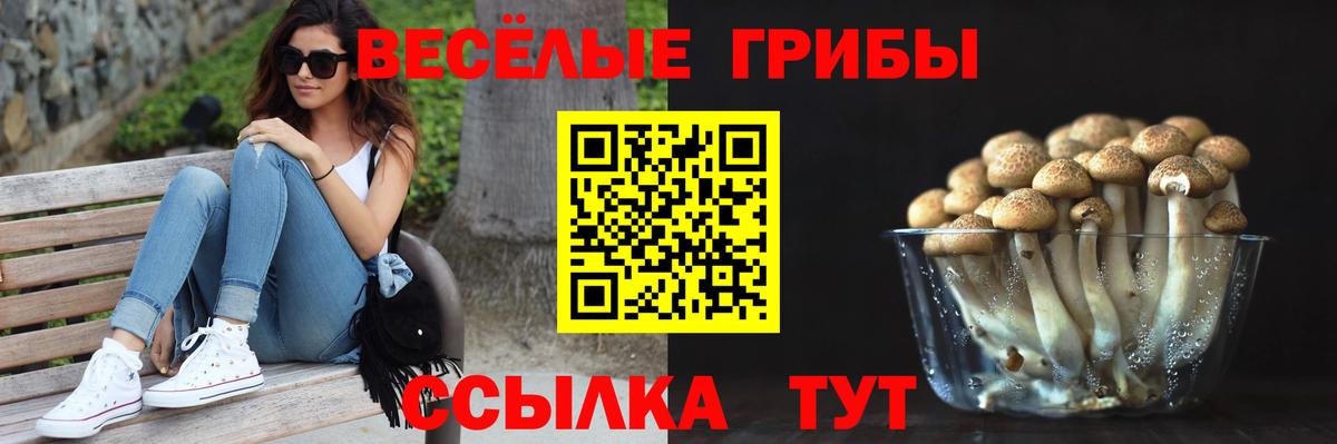 Псилоцибиновые грибы Psilocybine cubensis Брянск